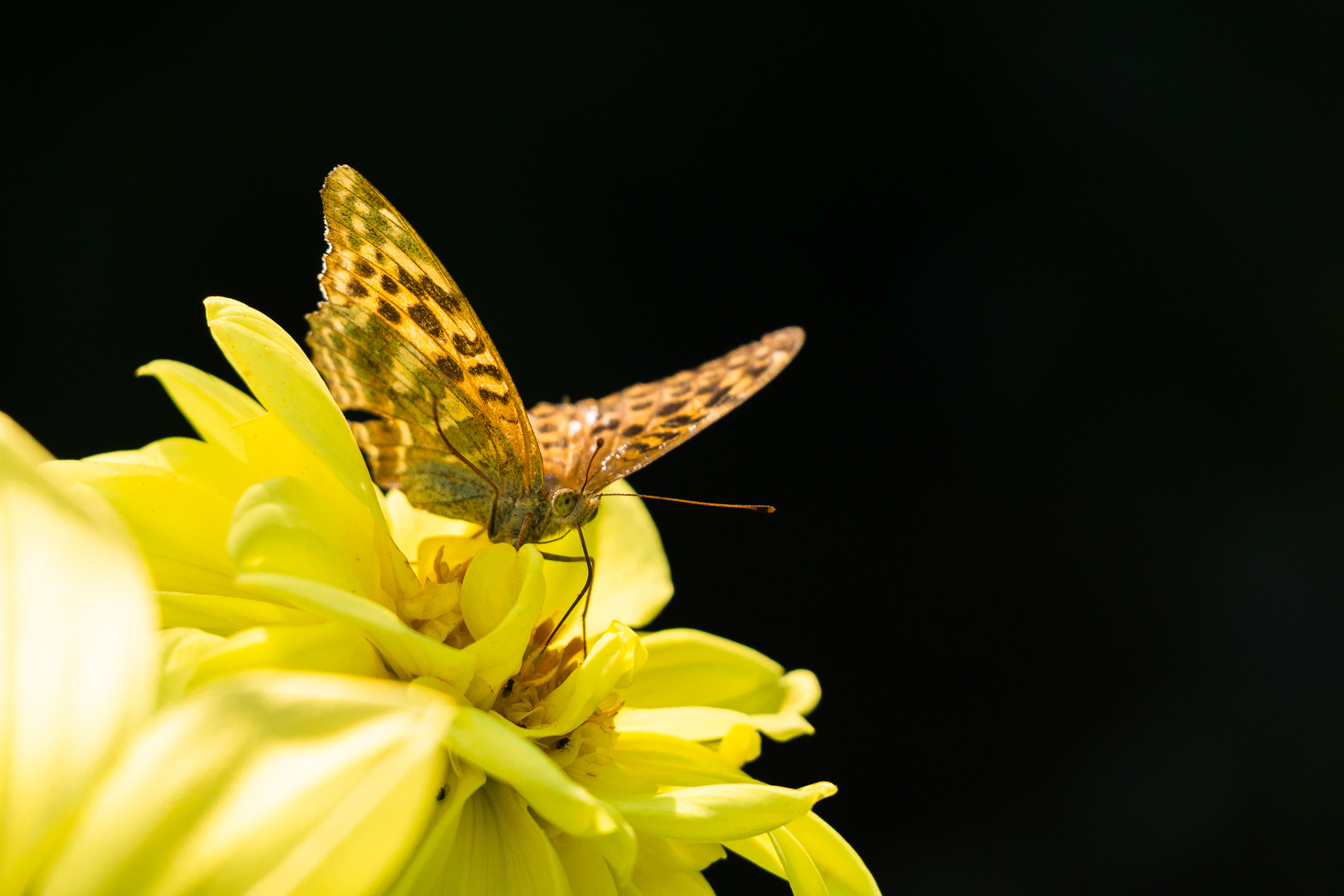 Schmetterling