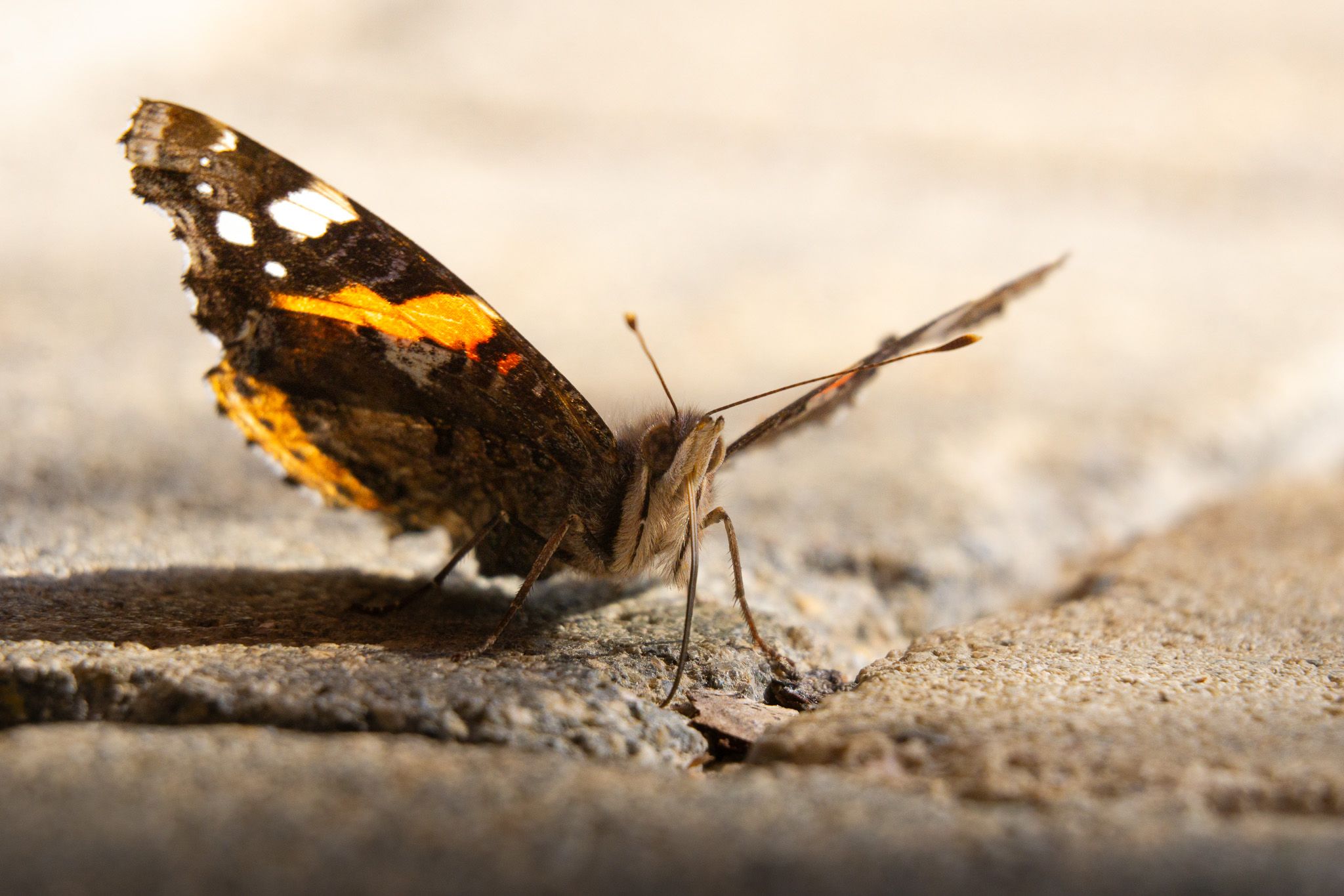 Schmetterling